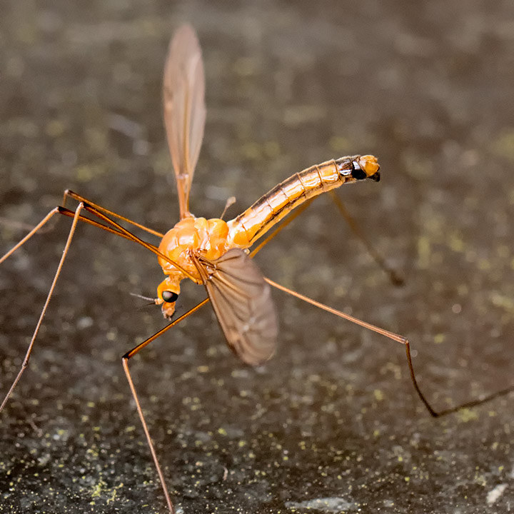 Crane Fly (Leptotarsus tortilis) (Leptotarsus tortilis)